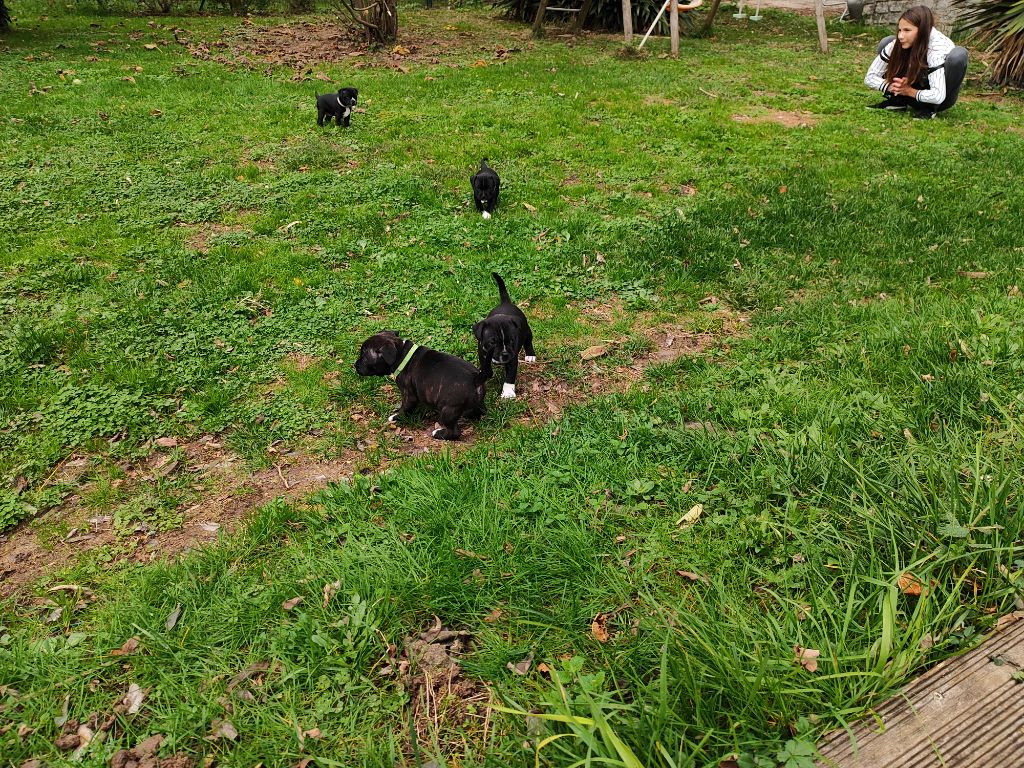 Des Erubay - Staffordshire Bull Terrier - Portée née le 14/10/2023